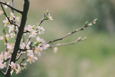 Close-up of flower on tree