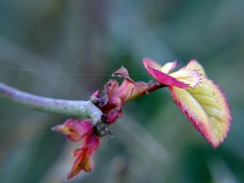 Close-up of flower against blurred background