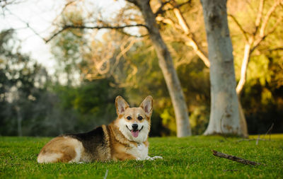 Portrait of dog on grass