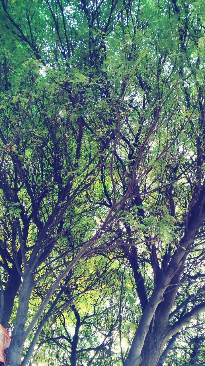 LOW ANGLE VIEW OF TREES AGAINST SKY