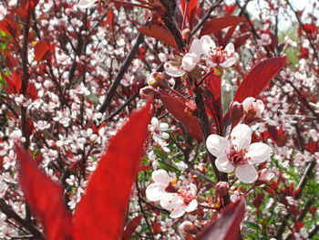 Low angle view of pink flowers blooming on tree
