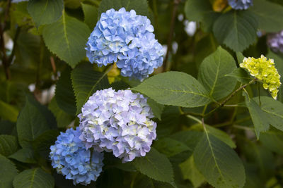 plant