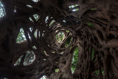 Low angle view of tree roots