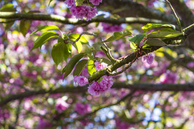 Close-up of pink cherry blossoms in spring