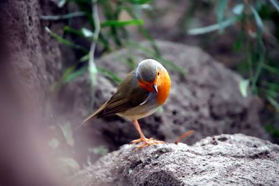 Close-up of bird perching on rock