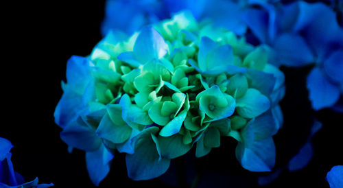 Close-up of flower against black background