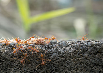 Close-up of ant on rock