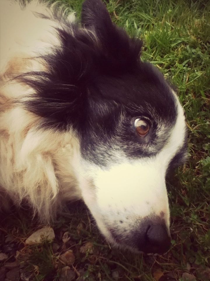 animal themes, domestic animals, one animal, mammal, pets, dog, grass, field, close-up, animal head, portrait, relaxation, looking at camera, animal hair, high angle view, animal body part, no people, day, outdoors, focus on foreground