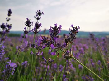 Close-up of purple flowering plants on field