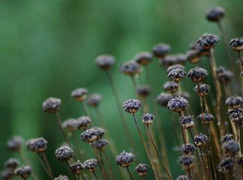 Close-up of wilted flowering plant