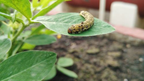 Close-up of frog on leaf