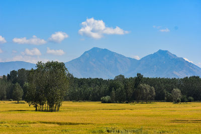 Scenic view of field against sky