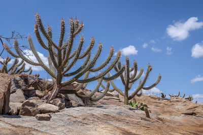 Cactus plant growing on rock against sky