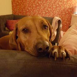 Portrait of a dog lying on sofa