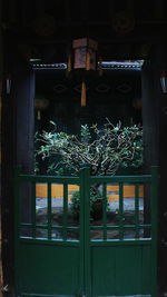 Plants growing outside building