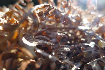 Full frame shot of dry leaves