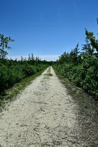 Dirt road along plants and trees against sky