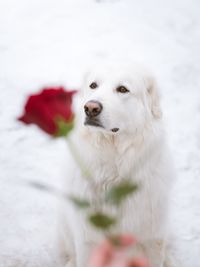 Close-up of dog with flowers