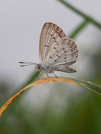 Close-up of butterfly on leaf