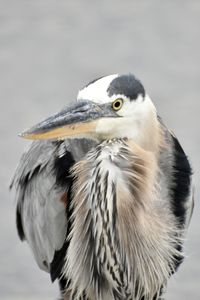 Close-up of blue heron