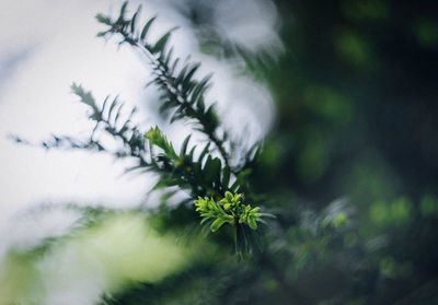 Close-up of pine tree