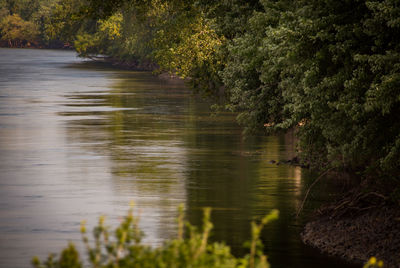 Scenic view of river amidst trees in forest