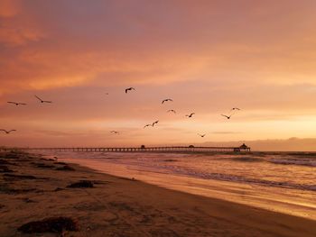 Birds flying over beach against sky during sunset