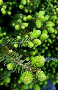 Close-up of leaves