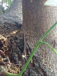 Close-up of tree trunk in forest