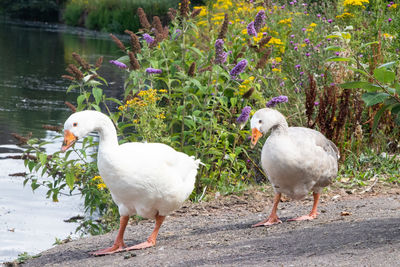 White duck on lake
