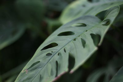 Close-up of monstera leaves