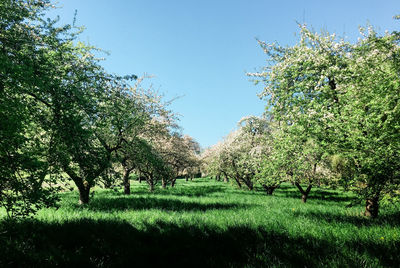 Trees on field against clear sky