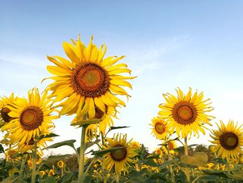 Low angle view of sunflowers blooming on field against sky