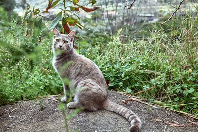 Close up portrait of young gray striped cat with green eyes in the garden. household pet. beutiful 