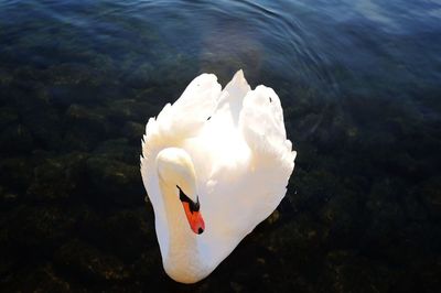 Swan floating on water