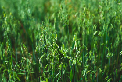 Close-up of wheat growing on field
