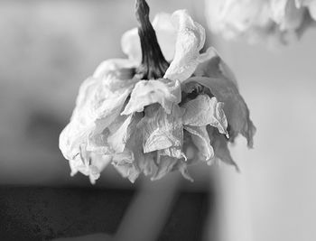 Close-up of flower against blurred water