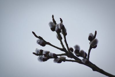 Low angle view of flowers on branch