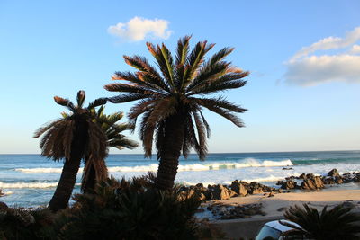 Palm trees on beach against sky