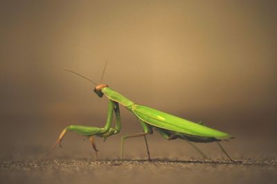 Close-up of grasshopper on leaf