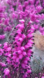 Close-up of pink flowering plant