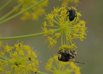 Close-up of bee on flower