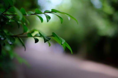 Close-up of wet plant leaves