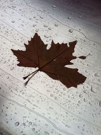 Close-up of maple leaf