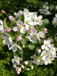 Close-up of white flowering plant