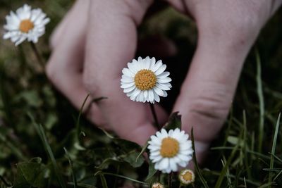 Close-up of human hand holding white daisy flower on land