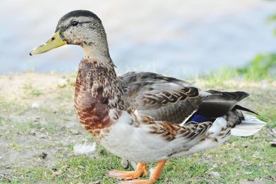 Close-up of a duck