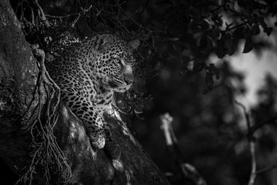 Mono leopard in tree with head up