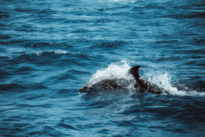 Spotted dolphins, stenella frontalis, in crystal clear madeira island waters