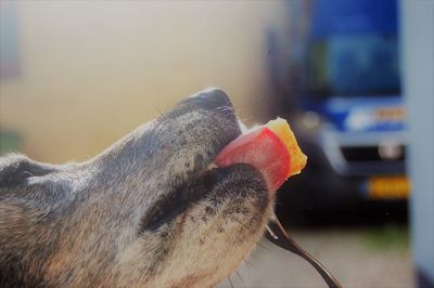 Close-up of dog eating food